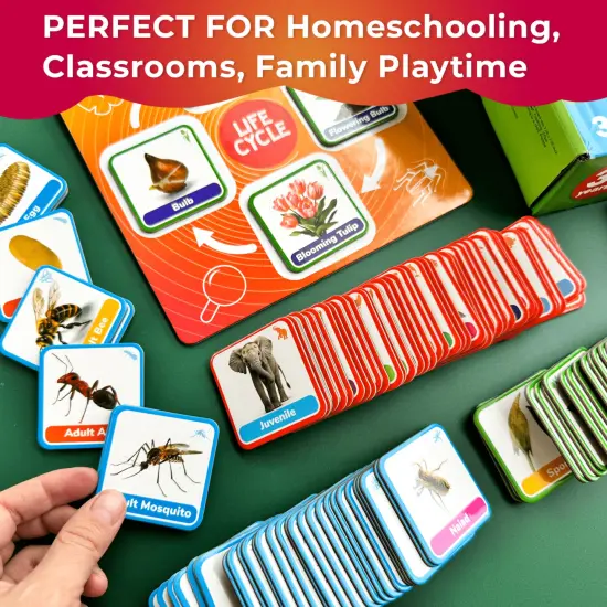 Lifecycle Magnetic Kit | Toy Montessori | Educational for Kids {5}