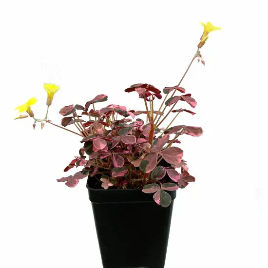 Plum Crazy Shamrock - Oxalis - 2.5" Pot - Fairy Garden Plant/House Plant/Edible {3}