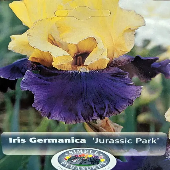 Jurassic Park Bearded German Iris- #1 Bareroot Rhizome - Rebloomer {2}