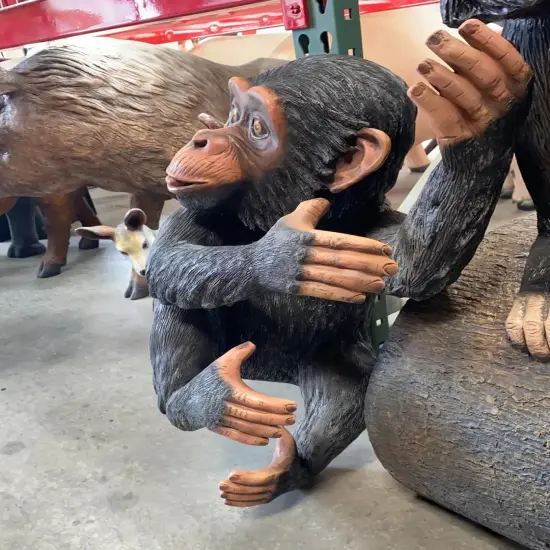 Monkey Chimpanzee Congo Life Size Statue {6}