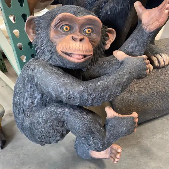 Monkey Chimpanzee Congo Life Size Statue {4}