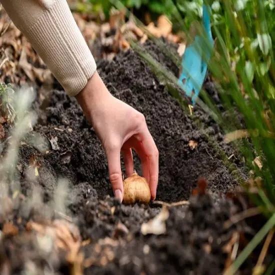 Golden Ducat Double Narcissus/Daffodil 7 Bulbs - 14/16 cm Bulbs {5}