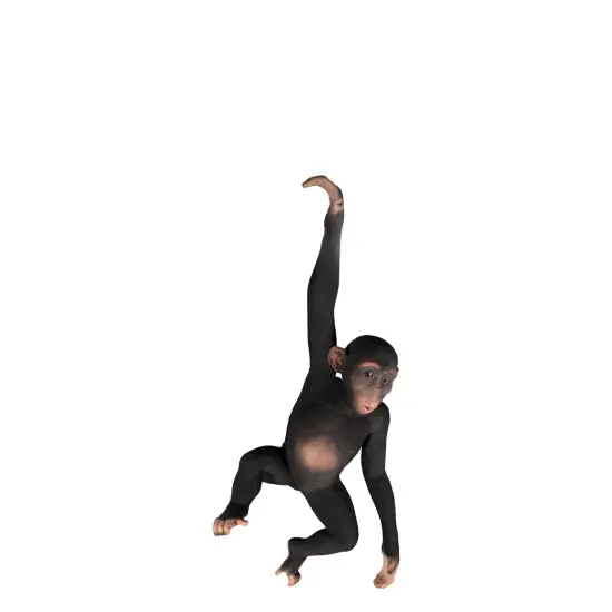 Monkey Chimpanzee Hanging Life Size Statue {1}