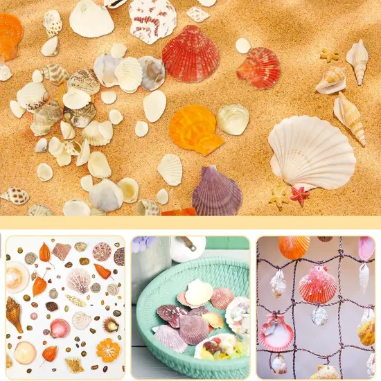 100+ Pcs Beach Seashells {3}