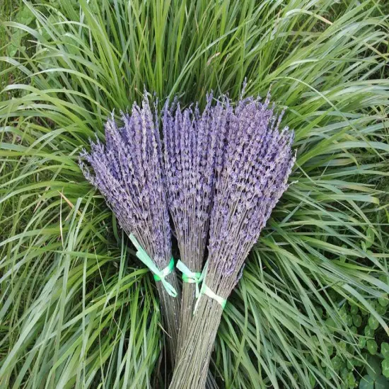 Lavender Dried Ultra Blue Bundles 200+ Stems (16" - 18" Long) for Home Decor, Crafts, Gift,Wedding or Any Occasion {2}