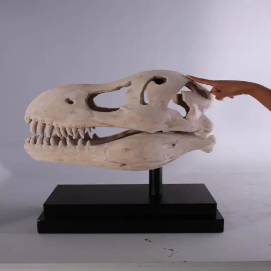 T-Rex Dinosaur Skull Life Size Statue {3}