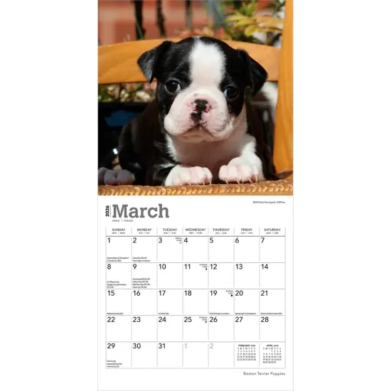 Boston Terrier Puppies | 2026 7 x 14 Inch (Hanging) Monthly Mini Wall Calendar {3}