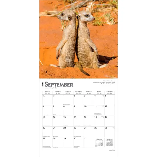 Meerkats | 2026 12 x 24 Inch (Hanging) Monthly Square Wall Calendar | Plastic-Free {4}