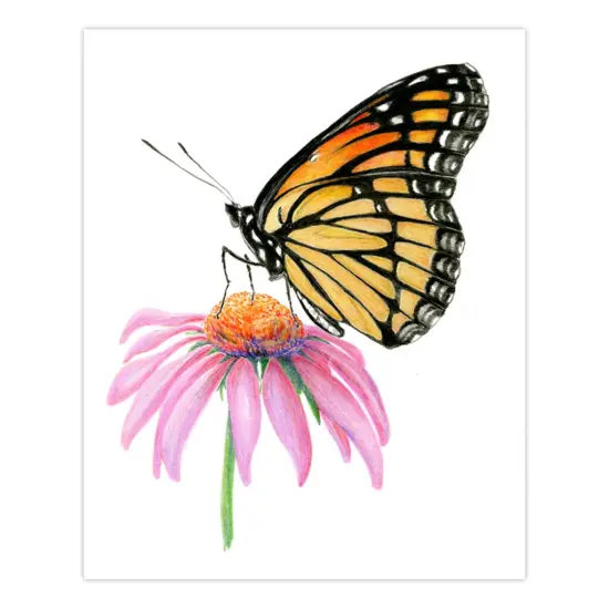 AVS-DME202 | Drawing Made Easy&trade; 26pc 8" x 10" Butterflies 4 Project Box Set {4}