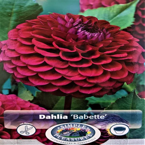Babette Giant Ball Dahlia - 1 Root Clump - Lavender Pink! - #1 Size {1}