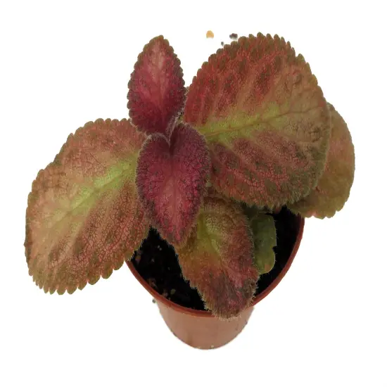 Silver Pinky Episcia - Flame Violet - Great House Plant - 2.5" Pot {3}