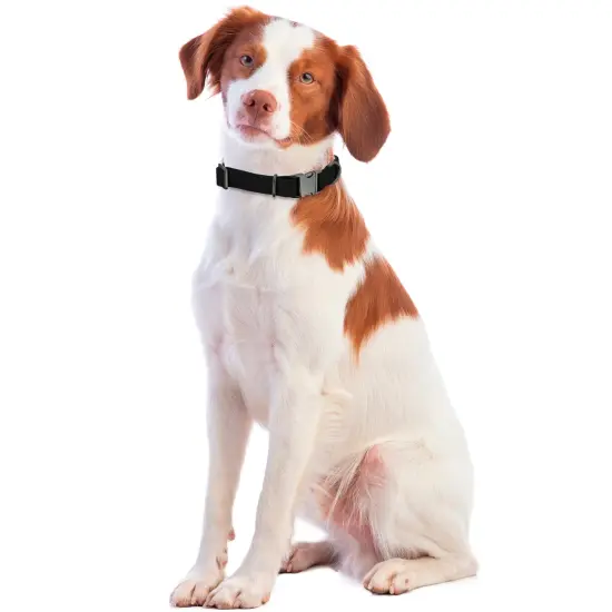 MiMu Medium Silicone Dog Collar - Black 20in Stylish Dog Collar with Clasp Buckle {7}