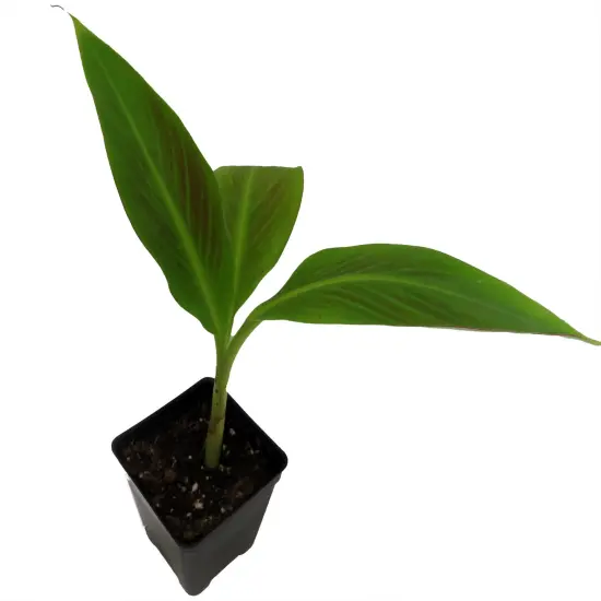 Siam Ruby Banana Plant - Musa - 2.5" Pot {3}