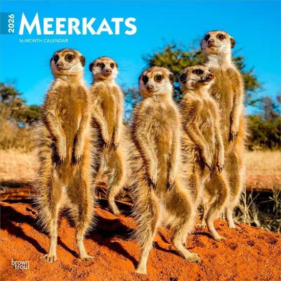 Meerkats | 2026 12 x 24 Inch (Hanging) Monthly Square Wall Calendar | Plastic-Free {1}
