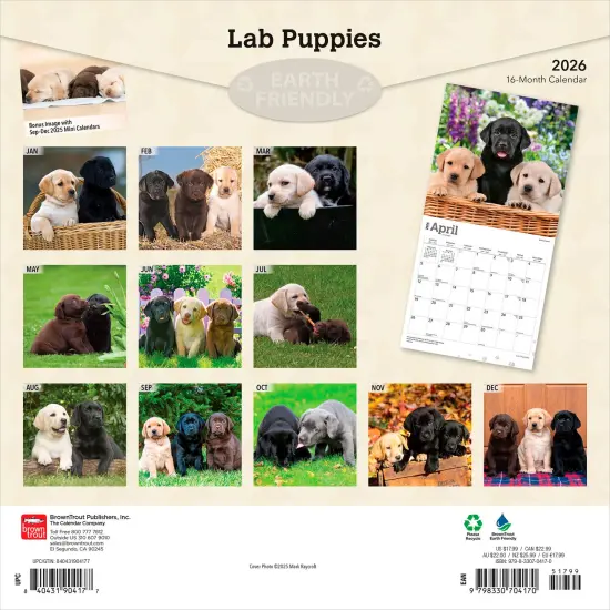 Labrador Retriever Puppies | 2026 12 x 24 Inch (Hanging) Monthly Square Wall Calendar | Plastic-Free {2}