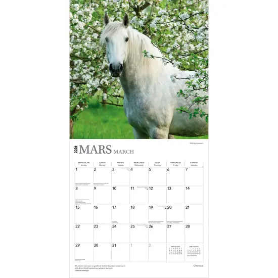 Chevaux | 2026 12 x 24 Inch (Hanging) Monthly Square Wall Calendar | French Language {3}