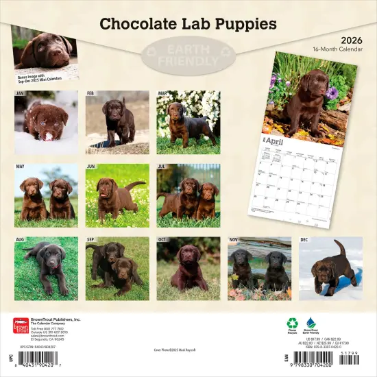 Chocolate Labrador Retriever Puppies | 2026 12 x 24 Inch (Hanging) Monthly Square Wall Calendar | Plastic-Free {2}