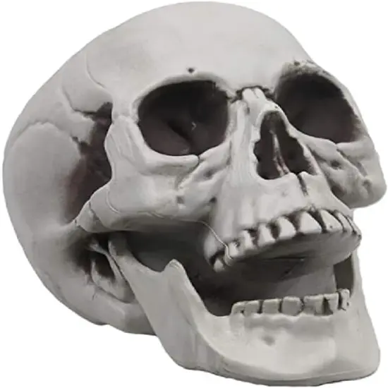 Life Size Skeleton Skull Model Human Skull Replica Model {1}