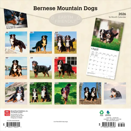 Bernese Mountain Dogs | 2026 12 x 24 Inch (Hanging) Monthly Square Wall Calendar | Plastic-Free {2}