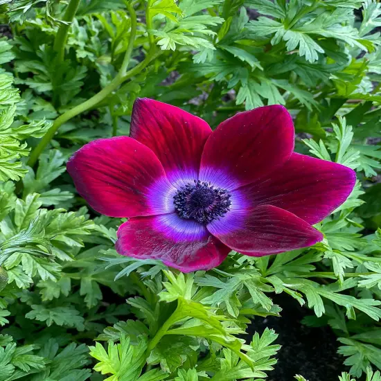 Bordeaux Anemone Windflower - 10 Bulbs - 4/5 cm Bulbs - NEW {1}