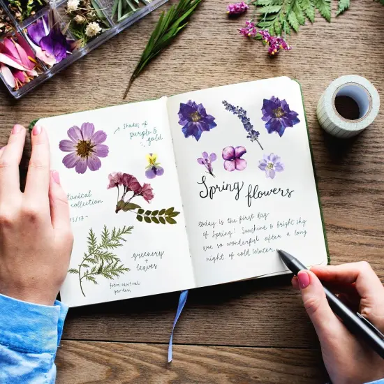 167 Pcs Real Dried Pressed Flowers - Purple {4}