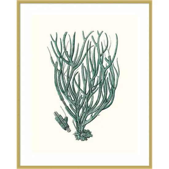Antique Coastal Coral VIII by Johann Esper Wood Framed Wall Art Print {1}