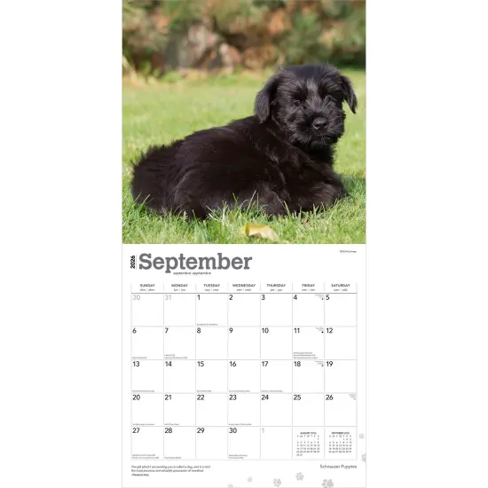 Schnauzer Puppies | 2026 12 x 24 Inch (Hanging) Monthly Square Wall Calendar | Plastic-Free {4}