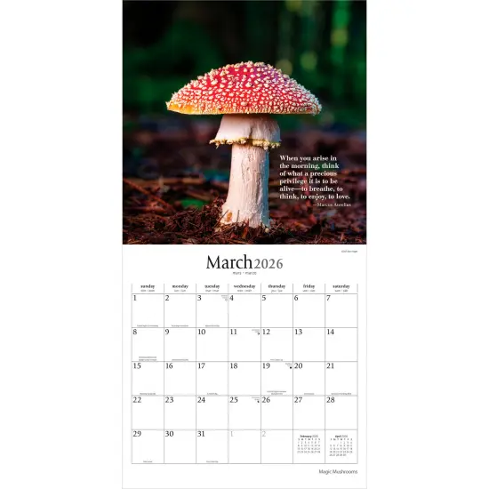 Magic Mushrooms | 2026 12 x 24 Inch (Hanging) Monthly Square Wall Calendar | Plastic-Free {3}