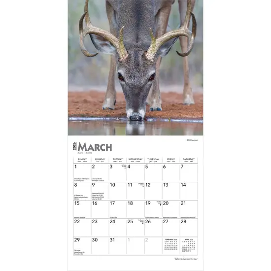 White Tailed Deer | 2026 7 x 14 Inch (Hanging) Monthly Mini Wall Calendar {3}