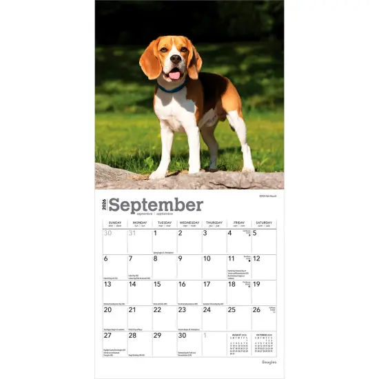 Beagles | 2026 7 x 14 Inch (Hanging) Monthly Mini Wall Calendar {4}