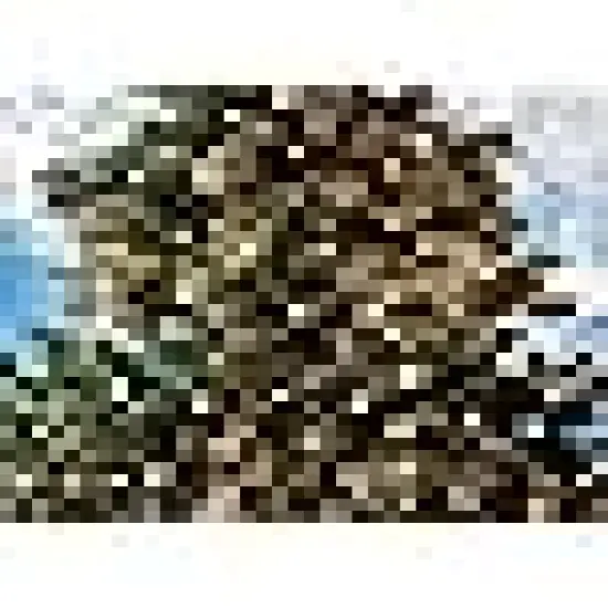 Christmas Mini Light String on Green Wire {3}