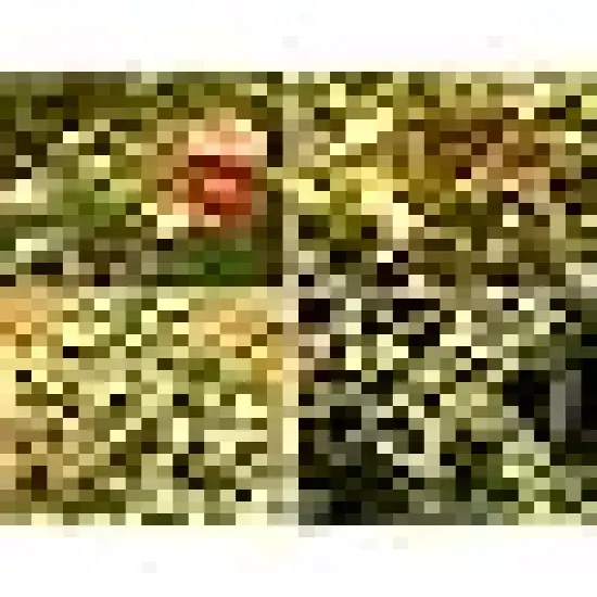 Count Warm White LED Christmas String Lights {1}