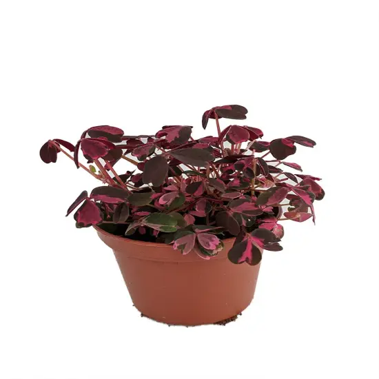 Plum Crazy Shamrock - Oxalis - 2.5" Pot - Fairy Garden Plant/House Plant/Edible {1}