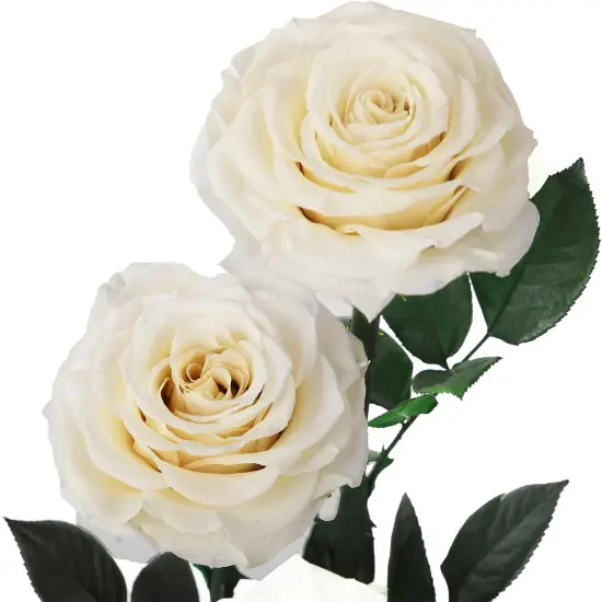 White Roses Handmade Preserved Real Rose in Glass Dome, Long Lasting Roses Never Withered, Birthday Gifts for Women (13 inch) {3}