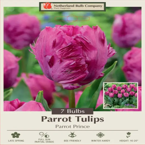 Parrot Prince Tulip - 7 bulbs - 12/+ cm Bulbs - NEW {1}