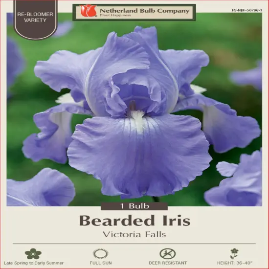 Victoria Falls Bearded Iris - REBLOOMER - Top Size Rhizome {1}