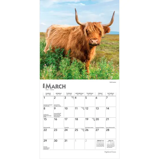 Highland Cows | 2026 7 x 14 Inch (Hanging) Monthly Mini Wall Calendar {3}