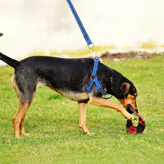 No Pull Nylon Harness and Leash Set Reflective Adjustable for Dogs Cats Pets Walking, Blue, Extra Large Size XL {7}