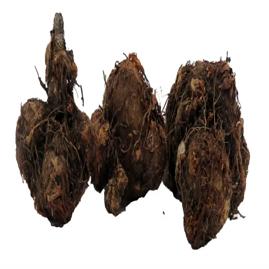 Postman Joyner Caladium 3 Bulbs - Deep Red/Green Margin {4}