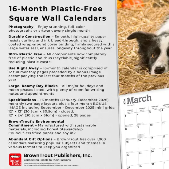 Border Collies | 2026 12 x 24 Inch (Hanging) Monthly Square Wall Calendar | Plastic-Free {6}