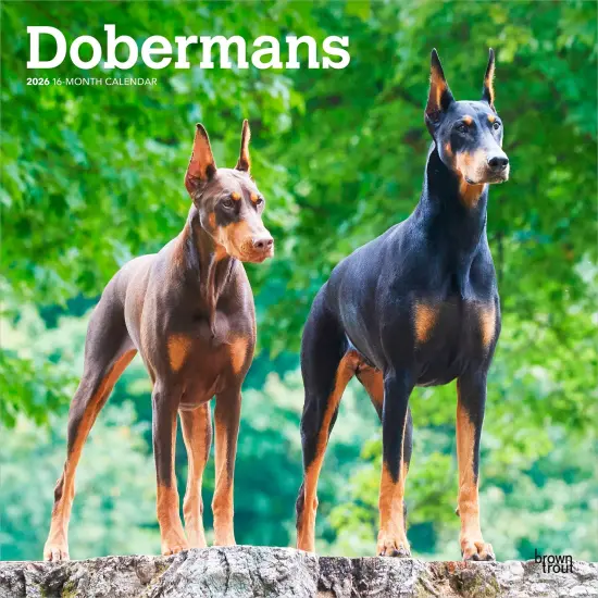 Dobermans | 2026 12 x 24 Inch (Hanging) Monthly Square Wall Calendar | Plastic-Free {1}