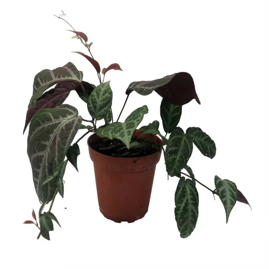 Bignonia Argyro Violacea - Crossvine - 4'' pot {1}