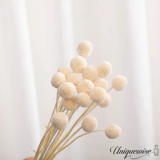 Uniquewise Preserved Real Floral Stems Chic Vase Fillers & Accents for Bouquets Centerpieces & Ornamental Displays Ideal for Home Office Boutique Cafe Resto Bar and Event Decor Ow billy buttons {3}