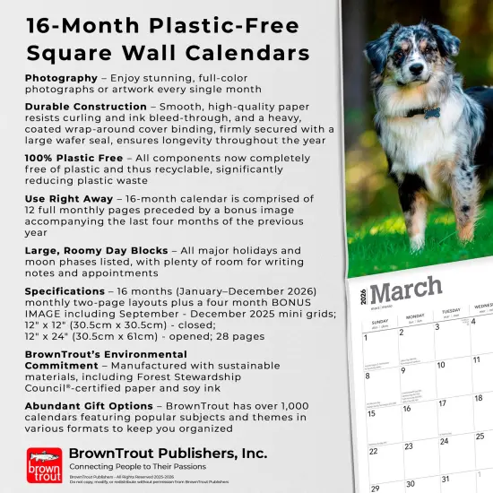 Australian Shepherds | 2026 12 x 24 Inch (Hanging) Monthly Square Wall Calendar | Plastic-Free {6}