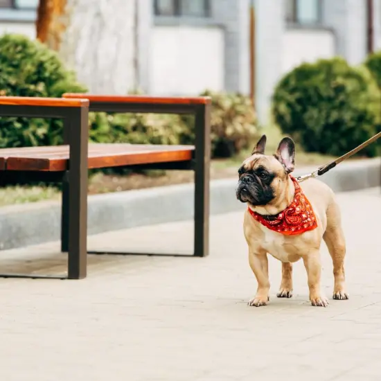 Pack of 4 Paisley Cotton Dog Bandana Triangle Shape- One Size Fits Most {6}