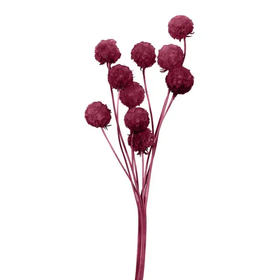 Scabiosa Flower Red {1}