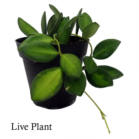 Rare Variegated Burtoniae Wax Plant - Hoya - Collector's Series - 4" Pot {2}