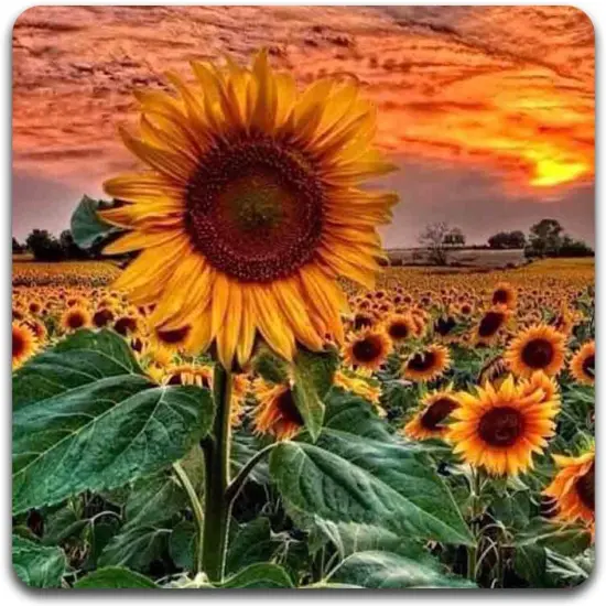 Sunflowers Square Coaster Set {4}