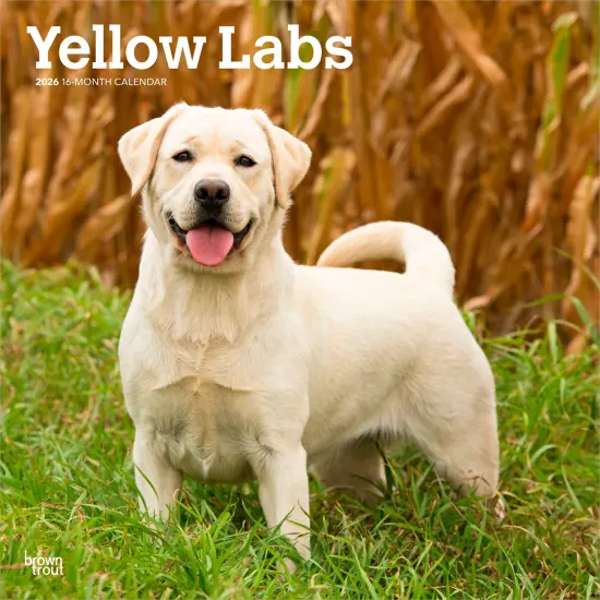 Yellow Labrador Retrievers | 2026 12 x 24 Inch (Hanging) Monthly Square Wall Calendar | Plastic-Free {1}