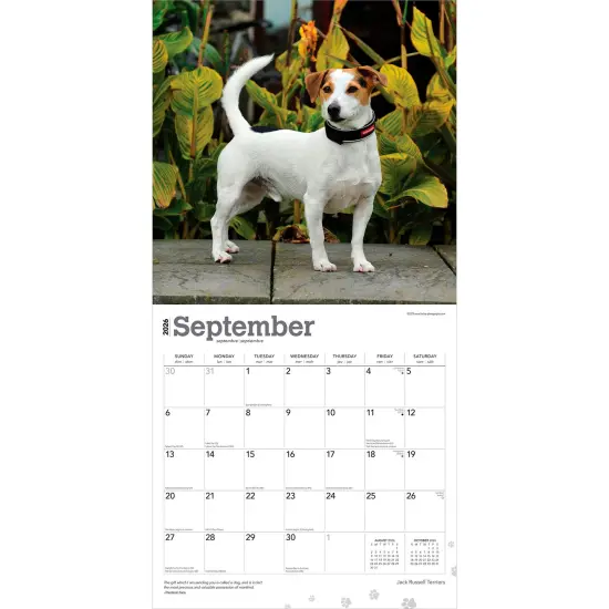 Jack Russell Terriers | 2026 12 x 24 Inch (Hanging) Monthly Square Wall Calendar | Plastic-Free {4}